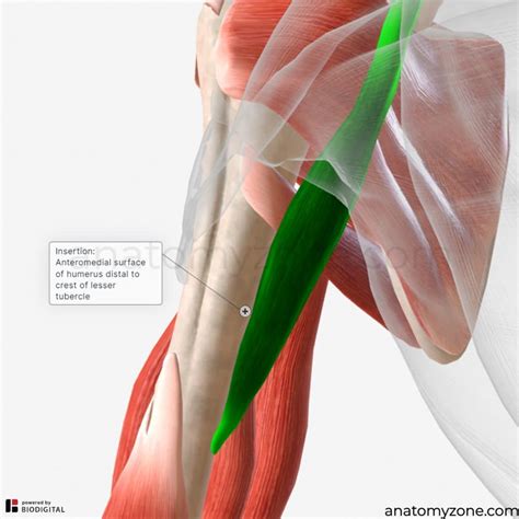 Coracobrachialis Muscle - Origin, Insertion, Action, 3D Model | AnatomyZone