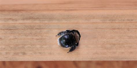 Why Prompt Carpenter Bee Removal is Important | Best Bee Removal in Florida