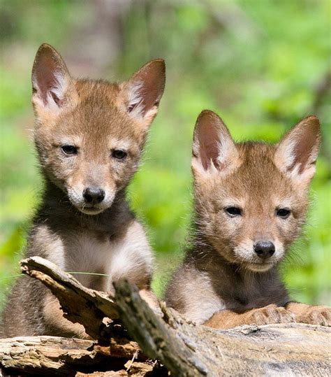 Coyote pups | Cute and Adorable Animals | Pinterest | Coyotes