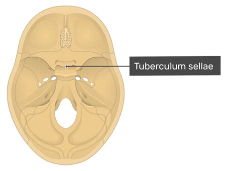 Sphenoid Bone