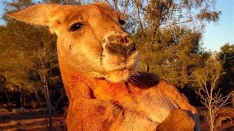 Meet Roger: The hunky kangaroo who scares the world with his muscles - FYI News