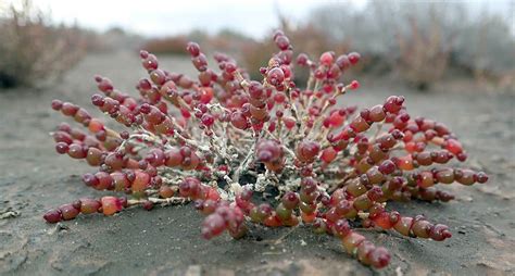 plants AUSTRALIAN Desert Shrublands and Grasslands