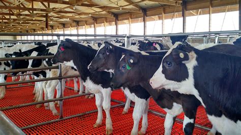 Farmer’s Wifee: Veal industry changed, so should perceptions | AGDAILY