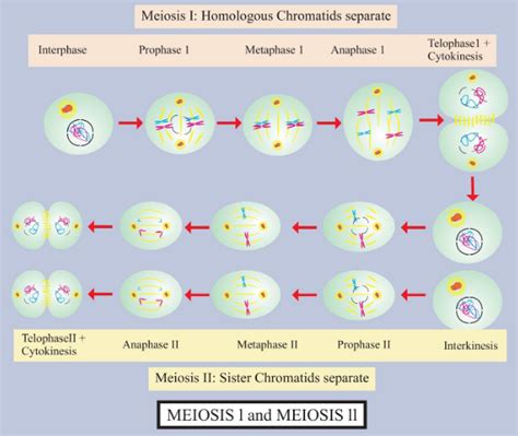 During meiosis, crossing over occurs at(a) Diplotene(b) Leptotene(c) Pachytene(d) Diakinesis