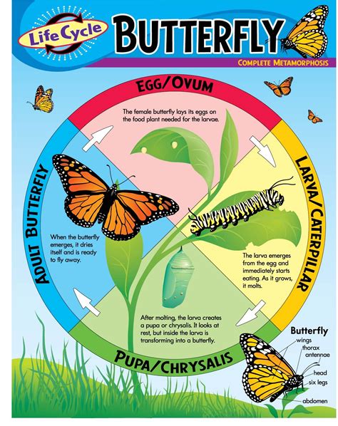 Life Cycle Of A Butterfly Diagram