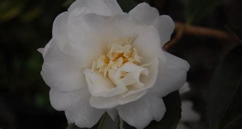 Camellia hybrid ‘Winters Snowman’ White | Gossett's Landscape Nursery