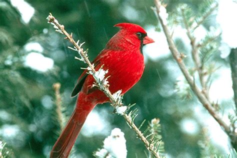 Cardinal Bird Wallpapers - Wallpaper Cave