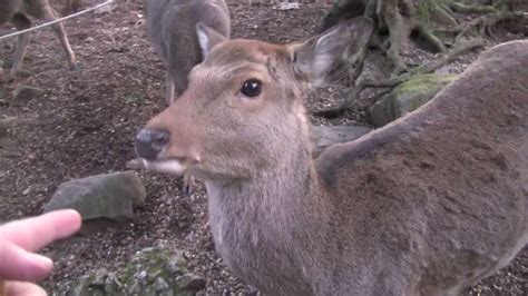 Japanese Bowing Deer of Nara - YouTube