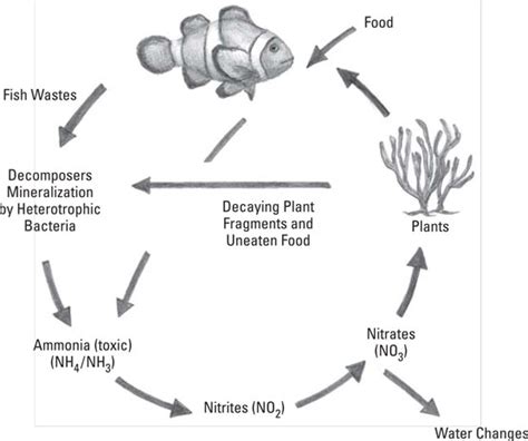 Understanding the Nitrogen Cycle - Diamond Aquatics