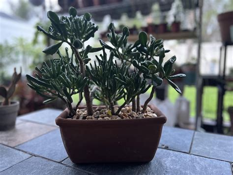 Some Jade : r/succulents