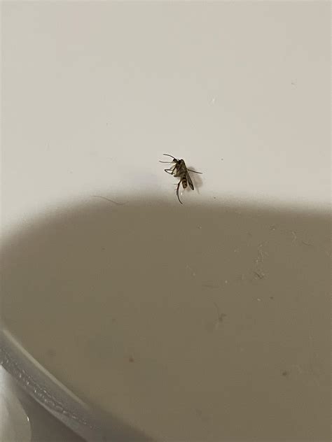 Mosquito? Giving this a shot : r/bugidentification