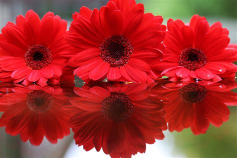 Fonds d'ecran Gerbera Rouge Fleurs télécharger photo