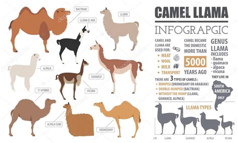 Camel, llama, guanaco, alpaca breeds infographic template. Anim — Stock Vector © A7880S #130170734