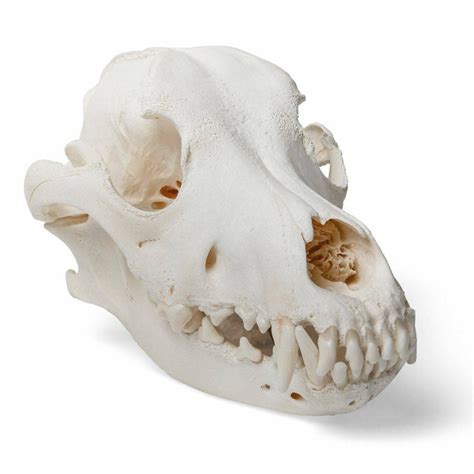 3B Scientific - Dog Skull - Free Shipping