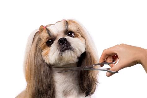 The 25 Best Dog Grooming Scissors of 2020 - Pet Life Today