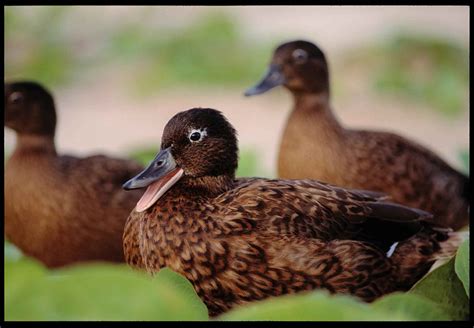 Free picture: endangered, laysan, ducks