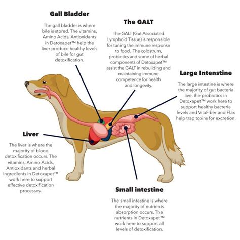 Lightbox - Detoxapet - Detoxapet | Dog anatomy, Naturopathic medicine, Naturopath