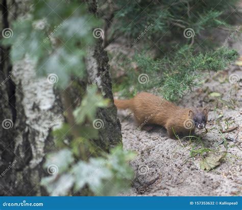 A Representative of the Siberian Weasel Species Stock Photo - Image of camera, carnivore: 157353632