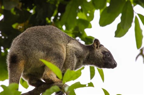 Daintree Rainforest Kangaroo | RAINFOREST ANIMAL