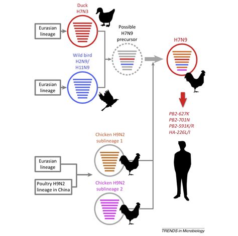 H7N9: The Next Influenza Pandemic? | RealClearScience