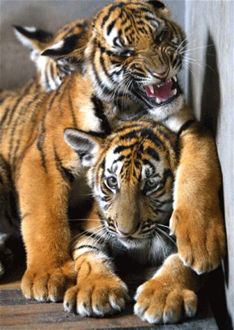 South China tiger cubs in Shanghai zoo