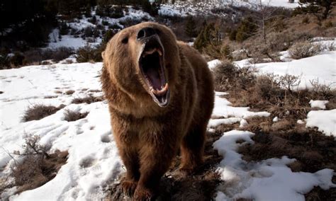 Grizzly Bear Lifespan: How Long Do Grizzly Bears Live? - A-Z Animals