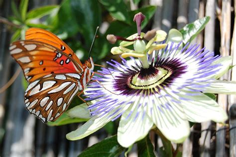 Gulf Fritillary Butterfly on Blue Passion Flower | Blue passion flower, Butterfly garden design ...