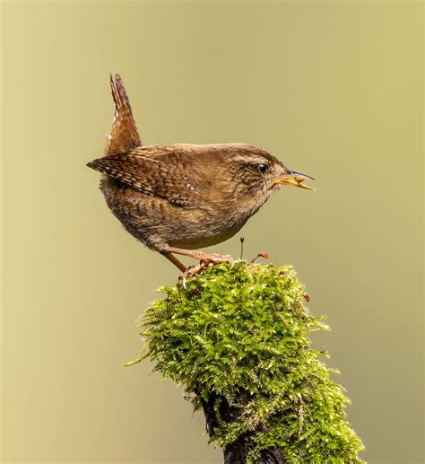 Feeding Wren - Southport Photographic Society