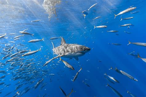 Download Sea Life Fish Underwater Animal Shark HD Wallpaper