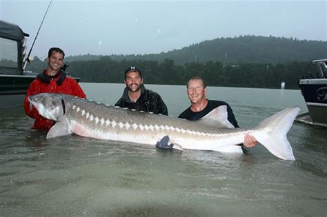 Meet 6 Monster Fish That (Believe It or Not) Live in Our Rivers | Sturgeon fish, Monster fishing ...