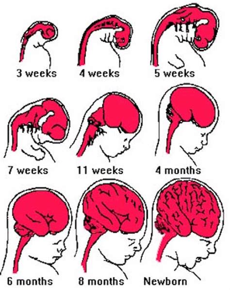 Brain Development In Womb