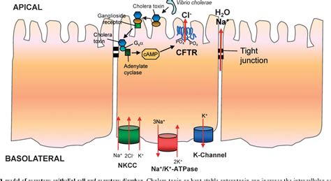 Figure 2 from CFTR chloride channel in the apical compartments ...