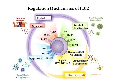 Innate Immune Systems | Graduate School of Medicine / Faculty of ...