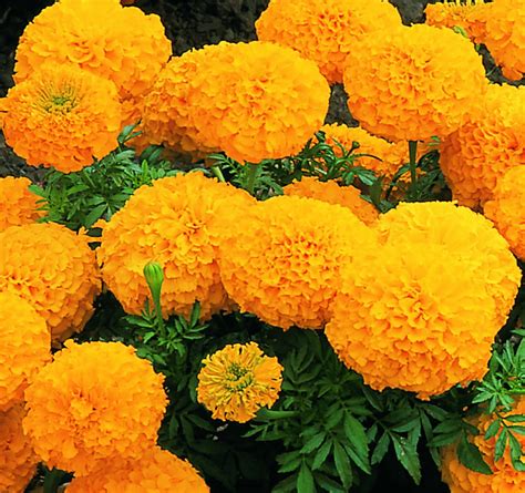 Marigold Inca II Orange - Brad's Bedding Plants, Inc.