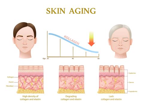 Decoding Wrinkles and Strategies for Healthy Skin - www.wrinklefreetips.com