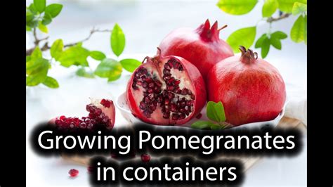 How to grow Pomegranates in containers. Beautiful small trees - YouTube