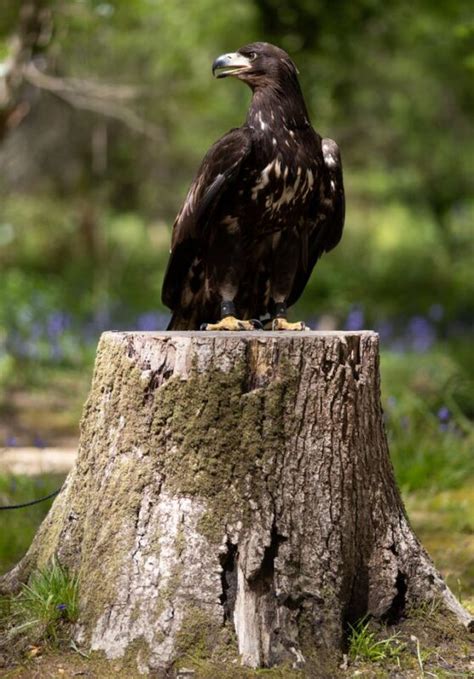 ‘Awe-inspiring’ white-tailed sea eagle arrives on Isle of Wight