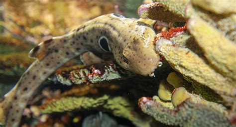 Epaulette Shark - New England Aquarium