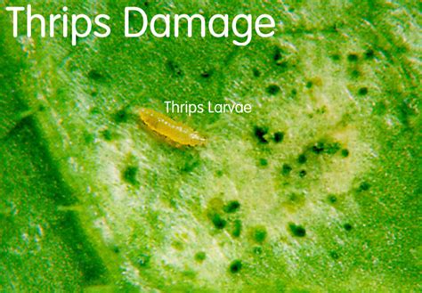 Most Effective Thrips Controls: