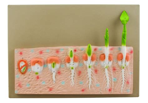 Model Monocot Seed Germination (Maize) | Seed germination, Germination, Seeds