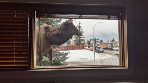 Wildlife expert says animal encounters a risk as visitors return to Alberta parks | CBC News