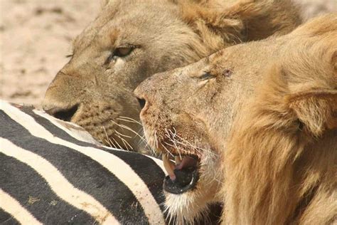 Lions Eating Zebra | Flickr - Photo Sharing!