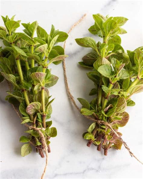 How to Dry Fresh Oregano - 3 Easy Ways - Dirt and Dough