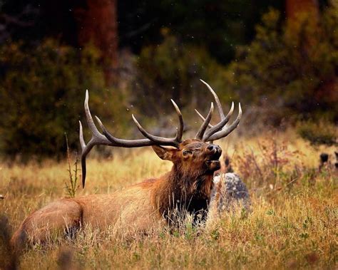 Bull Elk Wallpapers - Top Free Bull Elk Backgrounds - WallpaperAccess