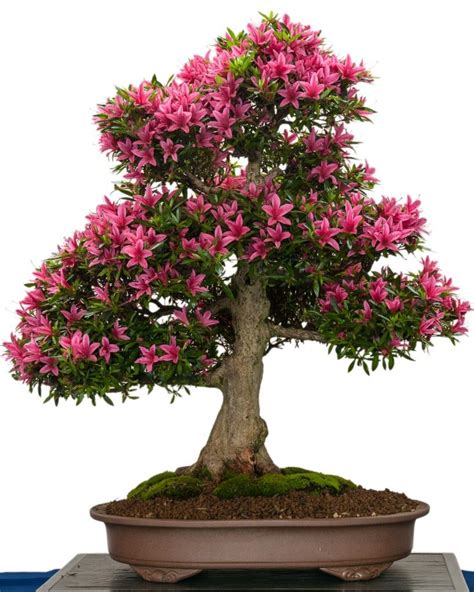 Azalea Bonsai | How to Take Care of a Bonsai Tree