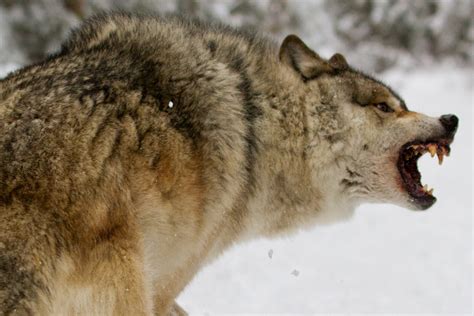 White Wolf : 10 pictures of growling wolves that will awaken your alpha ...