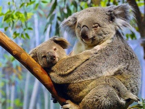 Gấu Koala sinh sống ở đâu? Nguy cơ tuyệt chủng của chúng