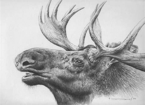 Moose - Pencil Study by denismayerjr on DeviantArt