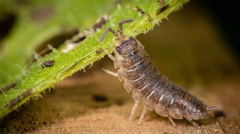 Breeding Isopods — Basic Tips You Should Know