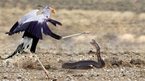 The secretary bird kicked the cobra's head with its paw because it was ...